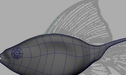 maya制作鱼模型的操作流程